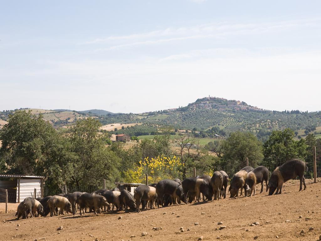 מונטיאנו Agriturismo Boschetto Di Montiano מראה חיצוני תמונה