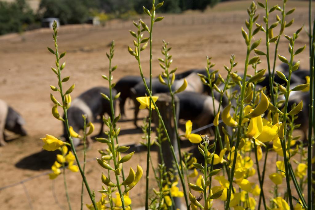 מונטיאנו Agriturismo Boschetto Di Montiano מראה חיצוני תמונה