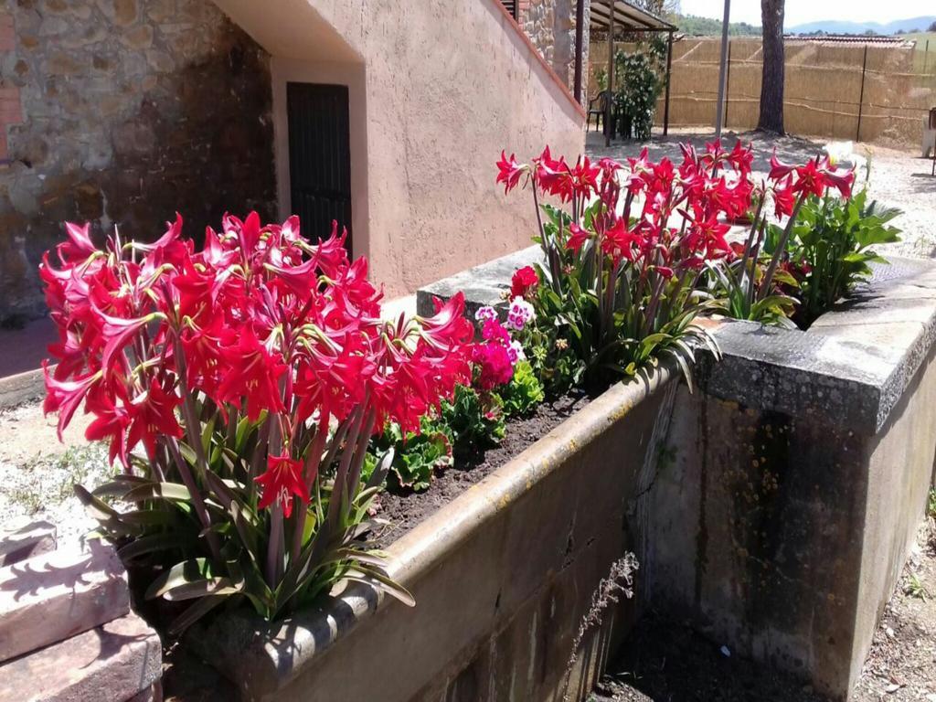 מונטיאנו Agriturismo Boschetto Di Montiano מראה חיצוני תמונה